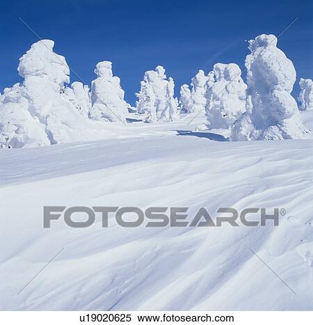 Stock Photography - Trees In Deep Snow. Fotosearch