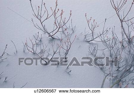 Twigs In Snow View Large Photo Image Stock Photo - Twigs In Snow. Fotosearch