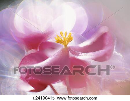 Begonia View Large Photo Image Stock Photography - Begonia. Fotosearch