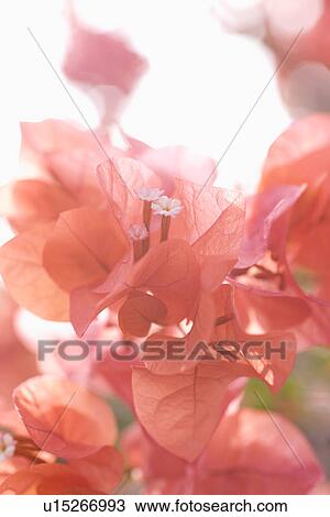 Bougainvillea View Large Photo Image Stock Image - Bougainvillea. Fotosearch