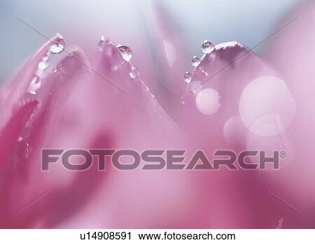 Stock Image - Cactus Flower. Fotosearch