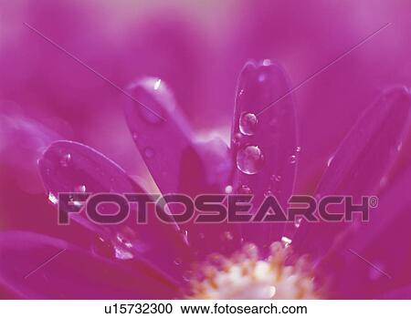 Cineraria View Large Photo Image Stock Image - Cineraria. Fotosearch