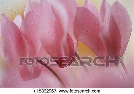 Cyclamen View Large Photo Image Stock Photo - Cyclamen. Fotosearch