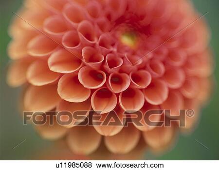 Stock Photo - Dahlia. Fotosearch