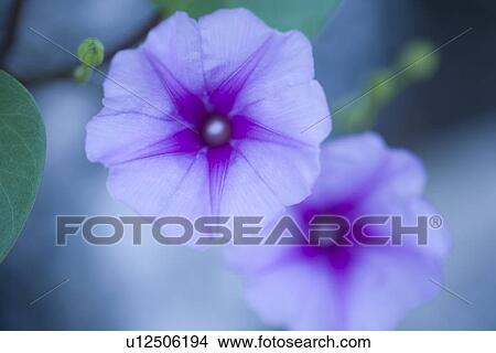 Picture - Flower. Fotosearch