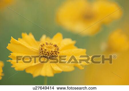 Flower View Large Photo Image Picture - Flower. Fotosearch