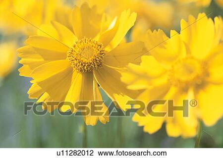 Flower View Large Photo Image Stock Image - Flower. Fotosearch