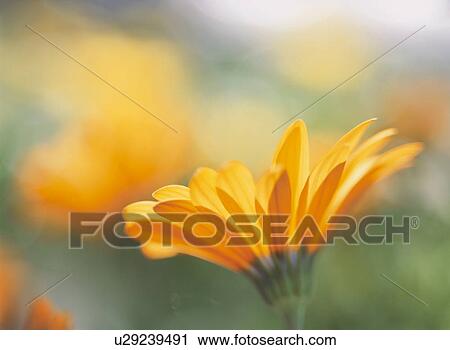 Flower View Large Photo Image Stock Image - Flower. Fotosearch