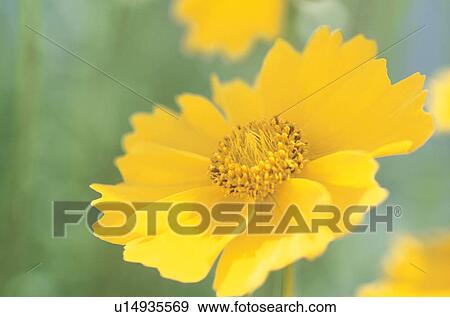 Flower View Large Photo Image Stock Photo - Flower. Fotosearch