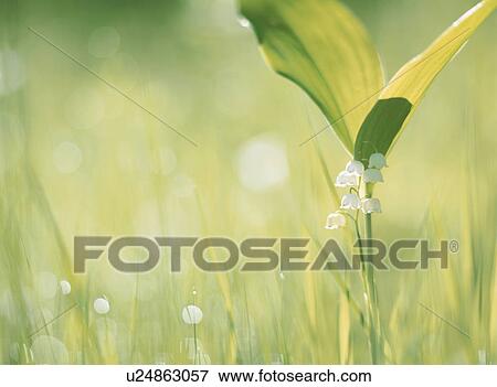 Flower View Large Photo Image Stock Photo - Flower. Fotosearch