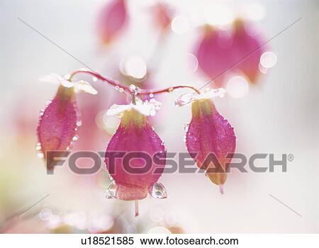 Flower View Large Photo Image Stock Photography - Flower. Fotosearch