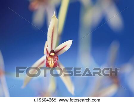 Flower View Large Photo Image Stock Photography - Flower. Fotosearch