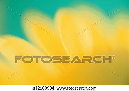 Picture - Petal Of Yellow Chrysanthemum. Fotosearch