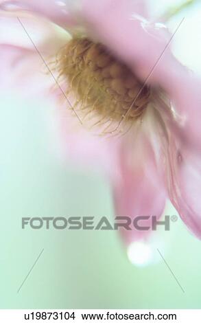 Pink Flower View Large Photo Image Picture - Pink Flower. Fotosearch