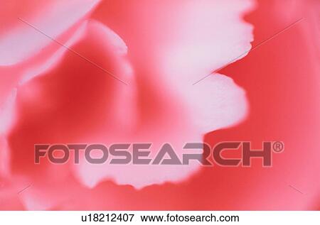 Stock Photo - Pink Petals. Fotosearch