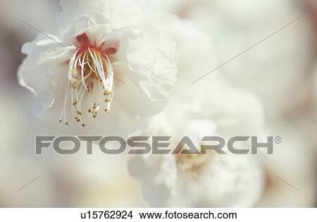 Picture - Plum Flower. Fotosearch
