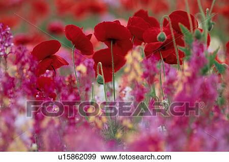 Poppies And Pink Flowers View Large Photo Image Stock Photo - Poppies And Pink Flowers. Fotosearch