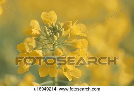 Picture - Rape Blossoms. Fotosearch