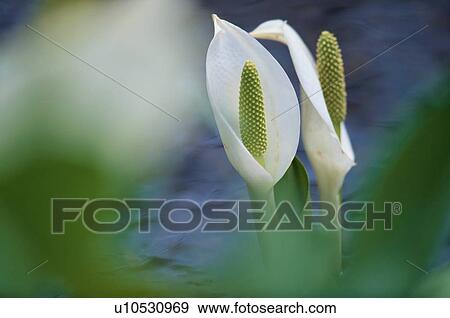 Skunk Cabbages View Large Photo Image Stock Photo - Skunk Cabbages. Fotosearch