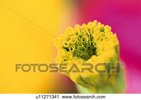 Stamens Of Yellow Flower View Large Photo Image Stock Image - Stamens Of Yellow Flower. Fotosearch