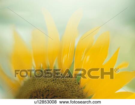 Sunflower View Large Photo Image Stock Photo - Sunflower. Fotosearch
