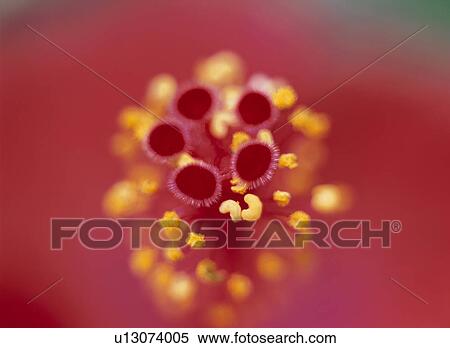 The Core Of Hibiscus View Large Photo Image Stock Photography - The Core Of Hibiscus. Fotosearch