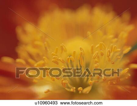 The Core Of Poppy View Large Photo Image Stock Image - The Core Of Poppy. Fotosearch