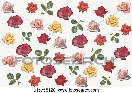 Stock Image - A Rose Sheet. Fotosearch