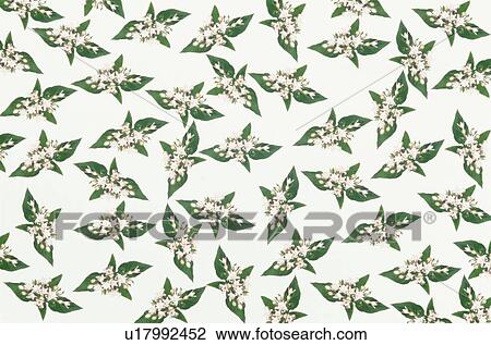 The Sheet Of A Flower And A Leaf View Large Photo Image Stock Image - The Sheet Of A Flower And A Leaf. Fotosearch
