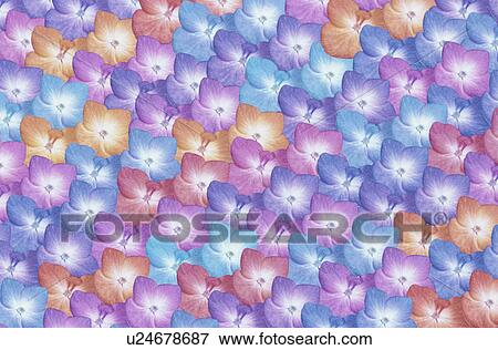 Stock Photo - The Sheet Of A Hydrangea. Fotosearch