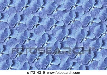 Stock Photo - The Sheet Of A Light-Blue Hydrangea. Fotosearch