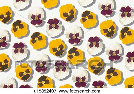 The Sheet Of A Pansy View Large Photo Image Stock Photo - The Sheet Of A Pansy. Fotosearch