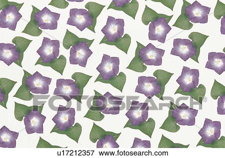 Stock Photo - The Sheet Of A Purple Morning Glory. Fotosearch