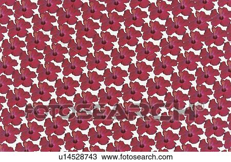 Stock Image - The Sheet Of A Red Hibiscus. Fotosearch