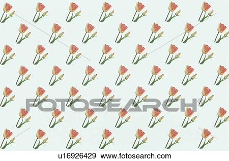 Stock Photo - The Sheet Of A Red Tulip. Fotosearch