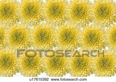 The Sheet Of A Yellow Chrysanthemum View Large Photo Image Stock Image - The Sheet Of A Yellow Chrysanthemum. Fotosearch