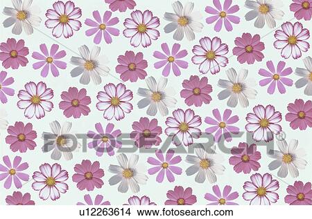 The Sheet Of Cosmos View Large Photo Image Picture - The Sheet Of Cosmos. Fotosearch