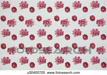 Stock Image - The Sheet Of Cosmos. Fotosearch