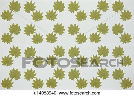 Stock Image - The Sheet Of Green Leaves. Fotosearch