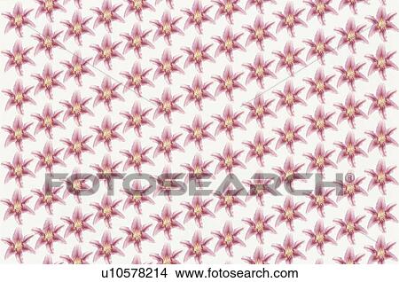 Picture - The Sheet Of Lily. Fotosearch