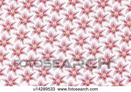 Stock Image - The Sheet Of Lily. Fotosearch