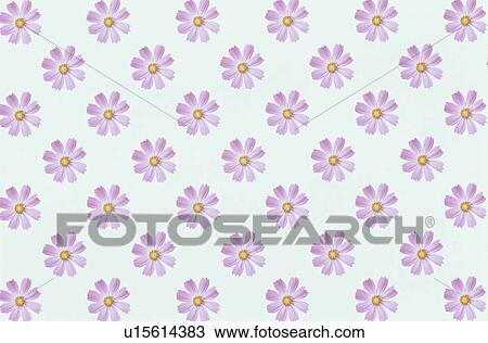 Stock Image - The Sheet Of Pink Cosmos. Fotosearch