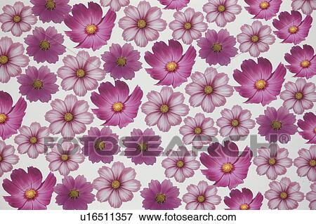 The Sheet Of Pink Cosmos View Large Photo Image Stock Photo - The Sheet Of Pink Cosmos. Fotosearch