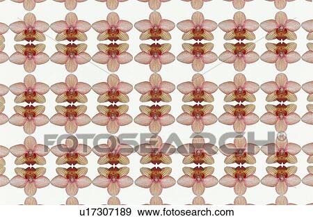Stock Photo - The Sheet Of Pink Orchid. Fotosearch