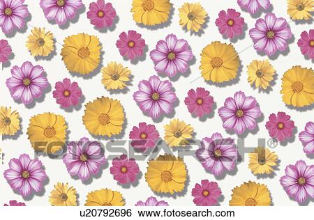 Stock Photograph - The Sheet Of The Cosmos Of Yellow And Pink. Fotosearch