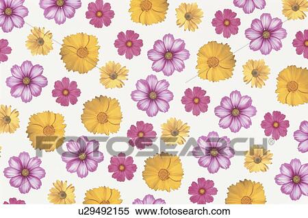 Stock Photography - The Sheet Of The Cosmos Of Yellow And Pink. Fotosearch