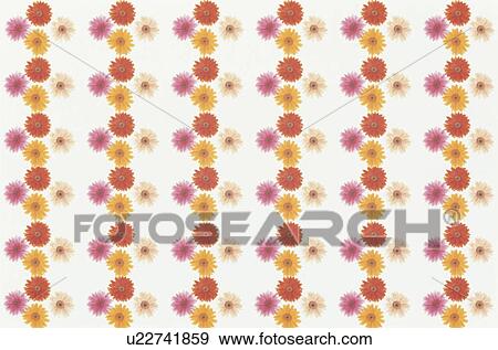 The Sheet Of The Gerbera Of Yellow And Pink View Large Photo Image Stock Photo - The Sheet Of The Gerbera Of Yellow And Pink. Fotosearch