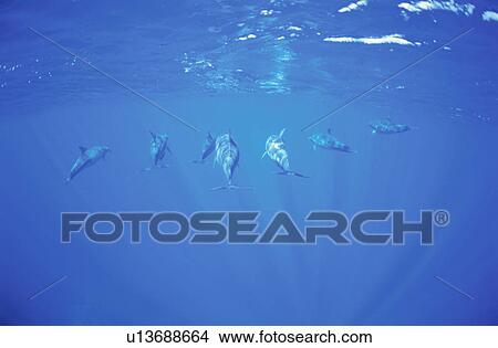 Picture - Bottlenose Dolphins. Fotosearch
