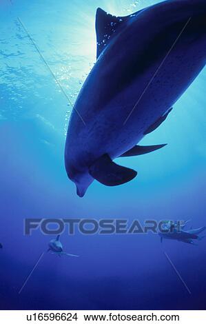 Picture - Bottlenose Dolphins. Fotosearch