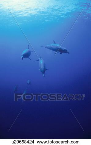 Bottlenose Dolphins View Large Photo Image Picture - Bottlenose Dolphins. Fotosearch
